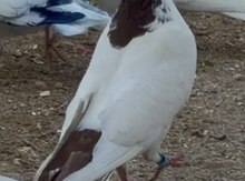 Göyərçinlər