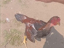 Heyratı xoruzu