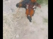 Heyratı xoruz