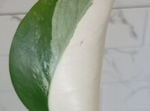 Monstera Albo