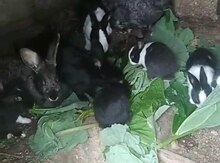 Dovşanlar
