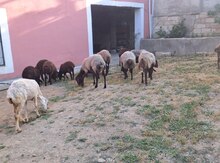 Qoyunlar