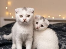 Şotland pişiyi