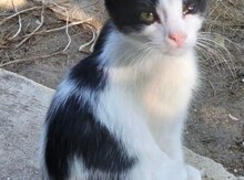 Pişik balası