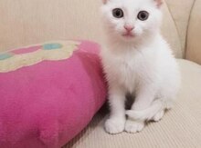 Pişik balası etibarlı əllərə verilir