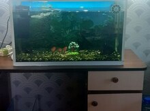 Akvarium və balıqlar