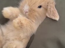Mini Lop dovşan balası