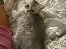 Gümüşü şinşilla pişiyi