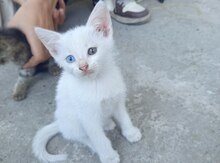 Pişik balası