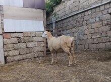 Erkək toğlu və quzu