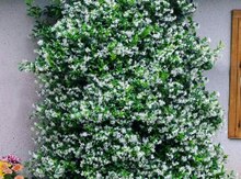Ərəb jasmin sarmaşığı