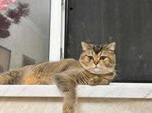 Pişik (cütləşdirmək üçün)