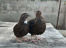 Bildirçin