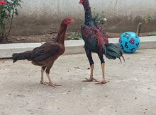Beçə