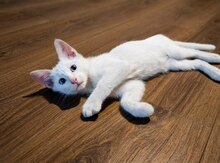 Котенок в добрые руки