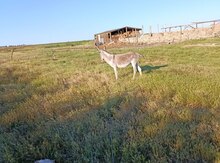 Uzunqulaq