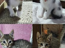 Pişik balaları etibarlı əllərə verilir