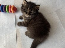 Scottish Fold