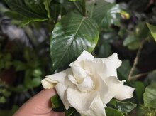 Gardenia