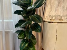 Ficus Elastica bitkisi