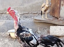 Heyratı xoruzu və fərəsi