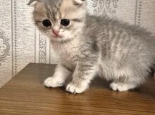 Qızılı şinşilla balaları