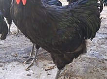 Avstralorp xoruzları