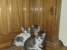 Pişik balaları etibarlı əllərə verilir