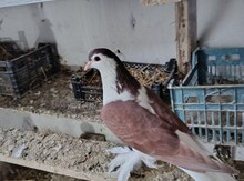 Göyərçin