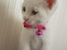 Pişik