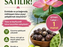Lotos toxumu