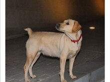 Labrador Retriver itib 