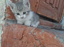 Pişik