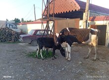 İvanovka inəkləri