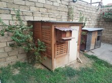 Quş damı