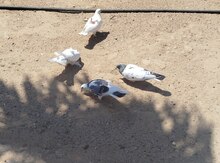 Göyərçinlər