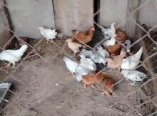Kənd çolpaları