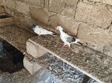 Göyərçinlər