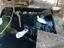 Ördəklər