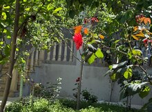 Bağ evi kirayə verilir, Mərdəkan qəs.