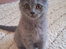 Британские кошки