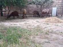 Ana bala qoyunlar
