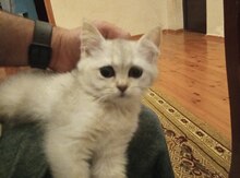 Pişik