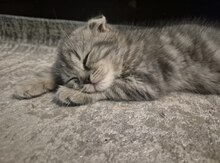 Şotland pişik balaları