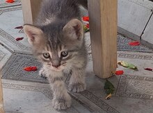 Pişik balası etibarlı əllərə verilir