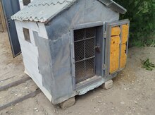 Göyərçin yuvası