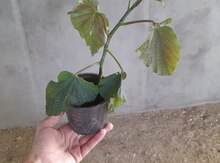 Ana ürəyi bitkisi 