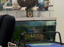 Akvarium şüşəsi