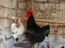 Avsrolorp xoruzları