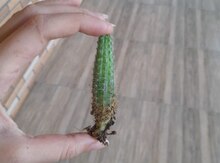 Kaktus